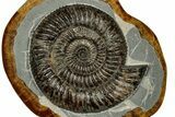 Ammonite (Speetoniceras) Fossil in Decorative Simbircite Display #352215-1